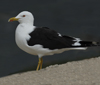 1cy fuscus in August, ringed in Finland. (81365 bytes)
